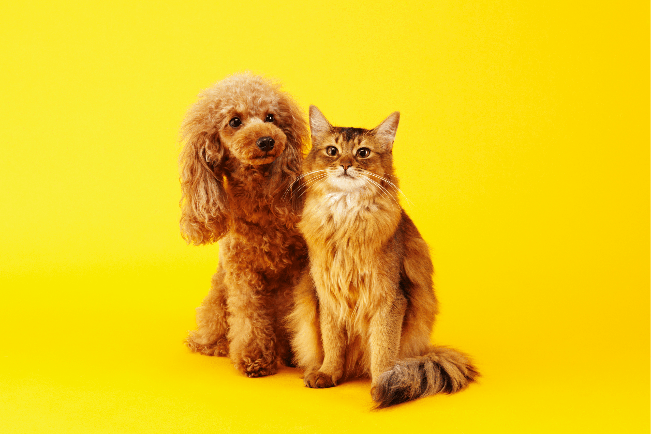 Yellow dog cat